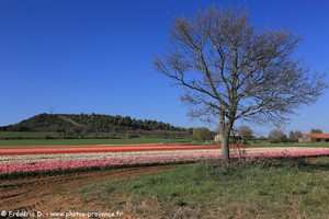 champs de tulipes de La Brillanne
