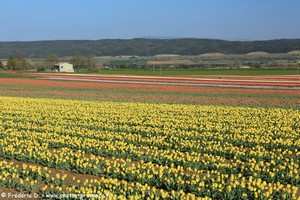 champs de tulipes de La Brillanne