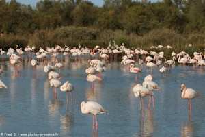 flamants roses en Camargue