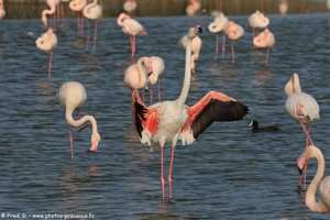 flamants roses en Camargue