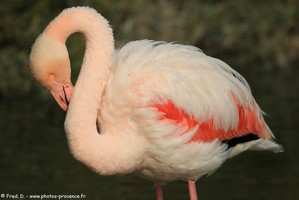 flamants roses en Camargue