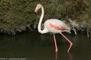 flamants roses en Camargue