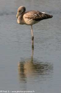 flamants roses en Camargue