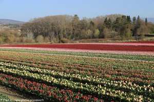 champs de tulipes de Lurs