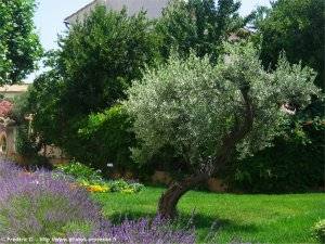 olivier et lavande