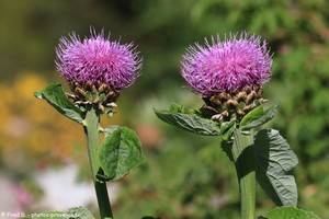 leuzée rhapontique ou rhaponticum scariosum