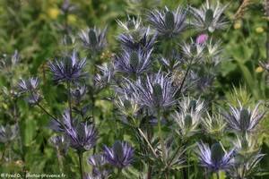 Panicaut de zabel