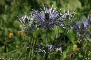 Panicaut de zabel