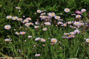 Erigeron du Caucase