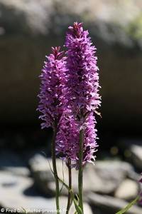 Orchis de Fuchs