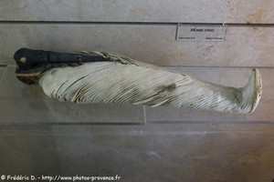 momie d'ibis