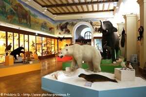 salle safari du muséum de marseille