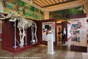 salle d'ostéologie du muséum d'histoire naturelle de Marseille