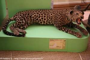 panthère tachetée ou léopard