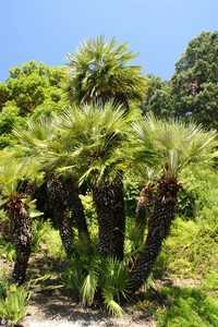 palmiers à la villa valmer