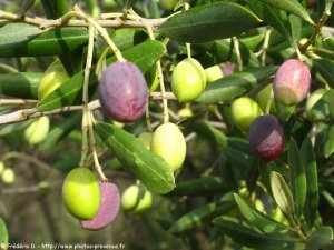 olives en photos
