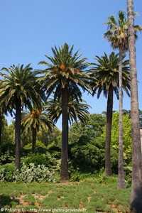 palmiers sur l'ile saint-honorat