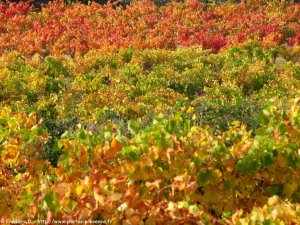vignes à l'automne