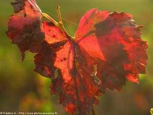 feuille de vigne à l'automne